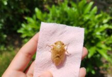 Encontramos esto en el jardín y nadie sabía qué era: la respuesta te va a sorprender