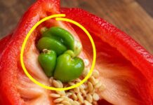 Corté un pimiento para preparar la cena y encontré otro pimiento diminuto en su interior: ¿qué significa y se puede comer?
