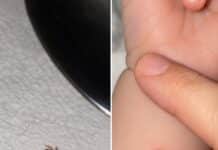 Pequeña criatura roja en el brazo de un bebé: qué es el ácaro rojo del trébol y si es peligroso
