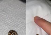 Una diminuta bolita con patas bajo la almohada: qué es el escarabajo de las alfombras