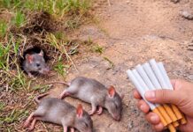 Cómo mantener alejadas a las ratas de tu casa sin usar veneno
