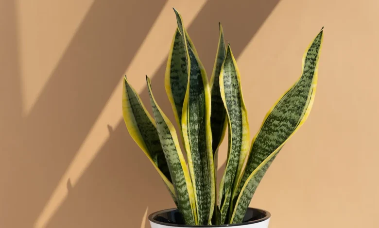 5 lugares “malditos” donde NUNCA debes poner la lengua de suegra (según el Feng Shui y la experiencia popular) 1