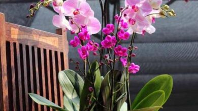 La orquídea de repente sacó 5 veces más varas florales gracias a este fertilizante completamente natural 9