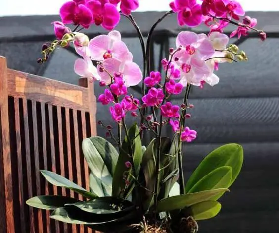 La orquídea de repente sacó 5 veces más varas florales gracias a este fertilizante completamente natural 1