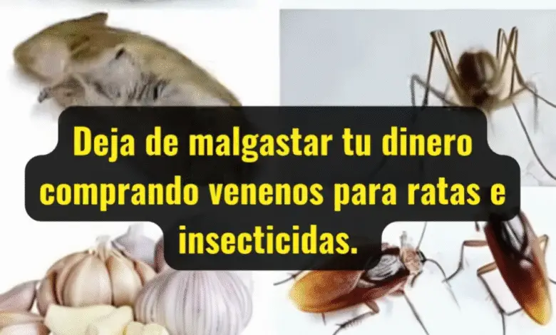 Deja de malgastar tu dinero comprando venenos para ratas e insecticidas: descubre alternativas naturales y efectivas 1