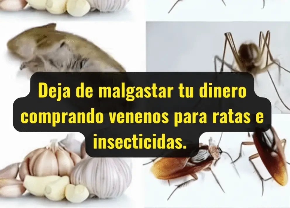 Screenshot 2025-08-28 032512