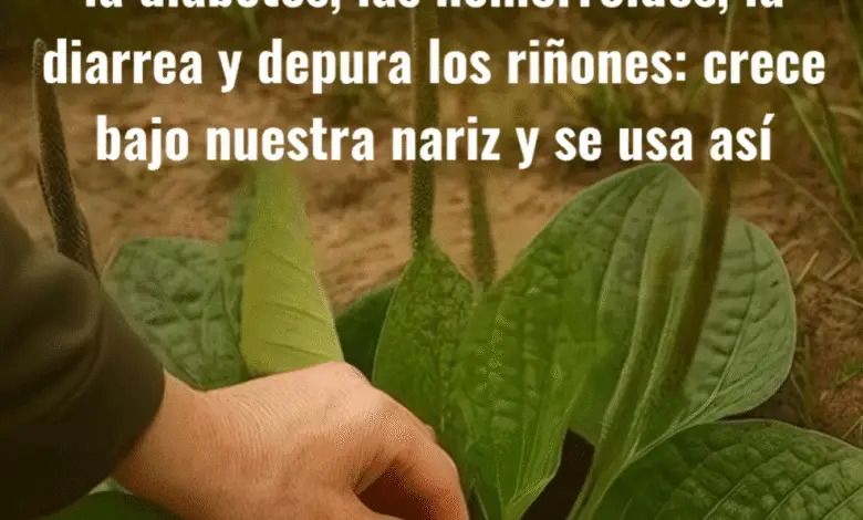 La planta que baja el colesterol, controla la diabetes, alivia las hemorroides y depura los riñones: ¡y crece bajo nuestra nariz! 1