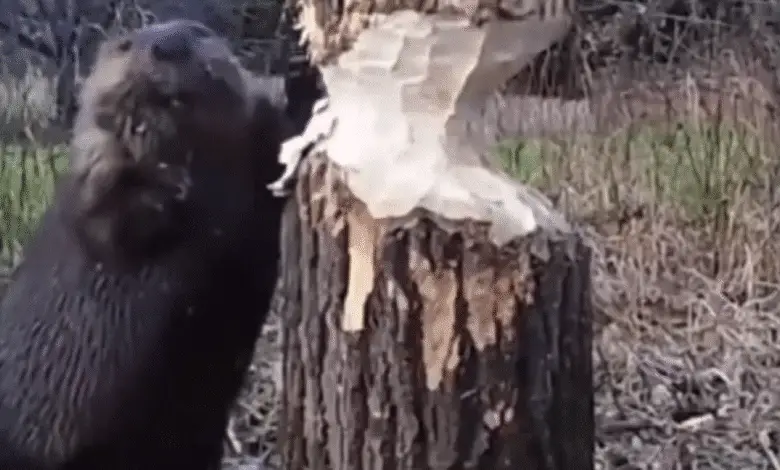 El sorprendente esfuerzo nocturno de un castor para derribar un árbol 1