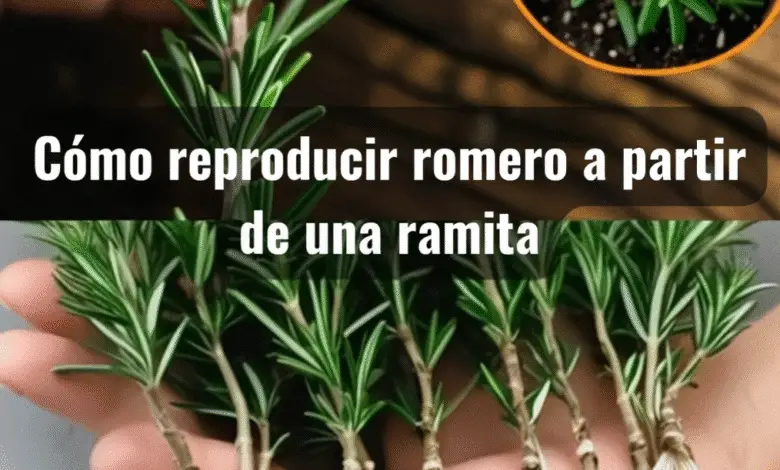 Cómo reproducir romero a partir de una ramita: el secreto para tener romero infinito en casa 1