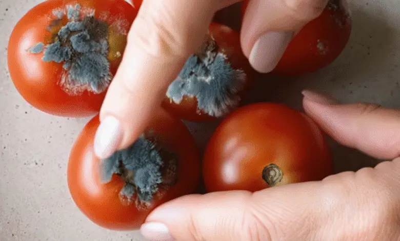 No tires los tomates dañados: tienen 4 usos útiles que sorprenderán a todos. 😲😉 1