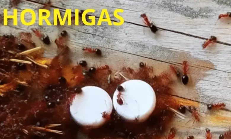 Trampa para hormigas: cómo eliminarlas para siempre sin utilizar pesticidas 1
