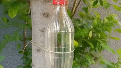 Ata una botella al árbol y me lo vas a agradecer durante 30 años. 2