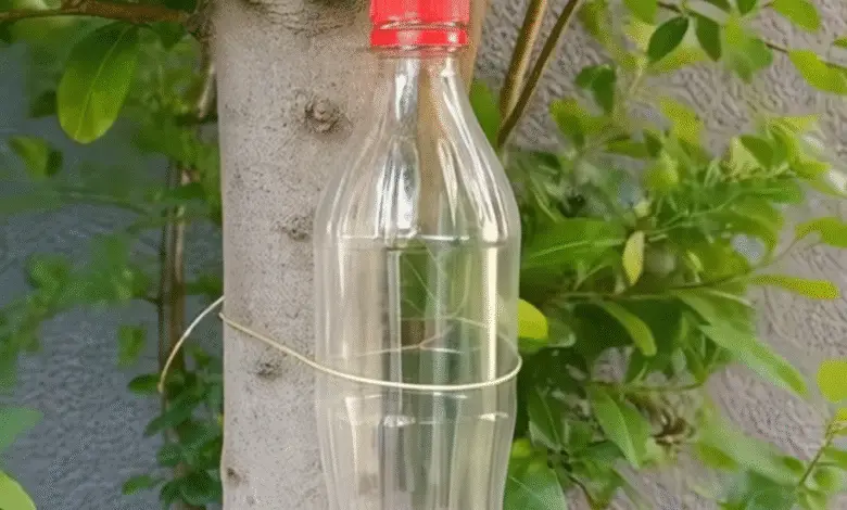 Ata una botella al árbol y me lo vas a agradecer durante 30 años. 1