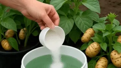 Sólo 1 cucharada en agua y todas las plagas desaparecen del jardín. 4