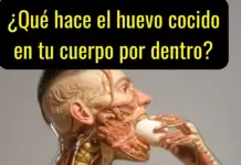 ¿Qué hace el huevo cocido en tu cuerpo por dentro?