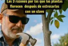 Las 3 razones por las que las plantas florecen después de estresarlas con un clavo