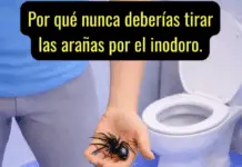 Por qué no conviene tirar arañas por el inodoro y qué hacer en su lugar.