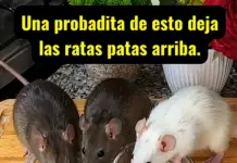 Cómo controlar la presencia de ratasen casa con metodos seguros yefectivos.