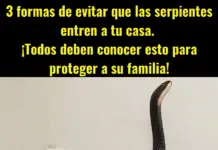 3 formas efectivas de evitar que las serpientes entren en tu casa y proteger a tu familia