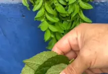 El té casero que muchas familias usan para ayudar a una persona con problemas de alcohol