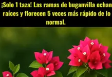 ¡Solo 1 taza! Los brotes de buganvilla echan raíces y florecen 5 veces más rápido de lo normal.