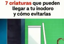 4 Criaturas que pueden arrastrarse a través de la tubería del baño y cómo detenerlas