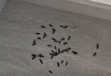 Si encuentras excrementos de rata en casa, esto es lo que conviene saber.