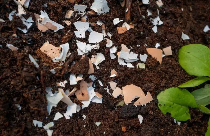 Lo que realmente pasa cuando entierras un huevo junto a tus plantas 1