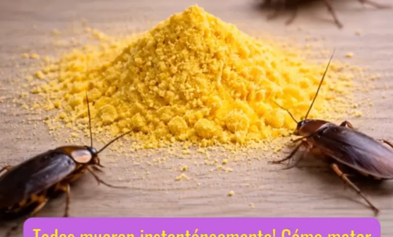 El truco viral contra las cucarachas: lo que realmente funciona y lo que es mito 1