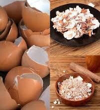 No los deseches más😳Hierve las cáscaras de huevo y dile adiós a 11