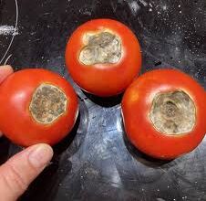 No tires los tomates podridos: ¡cuanto más podridos, más valiosos son! 10