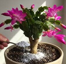 Cactus lleno de flores, cómo hacer que produzca sin fin de forma natural. 2