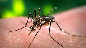 ¡Alerta! Los Síntomas del Dengue que Debes Conocer para Cuidarte y Cuidar a Tu Familia 1